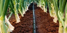 Крапельна стрічка Щілинна 7міл 10см 1000м 1,4л/год Grain Drip