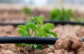 Крапельна стрічка емітер 8міл 20см 2500м 1,38л/год Grain Drip